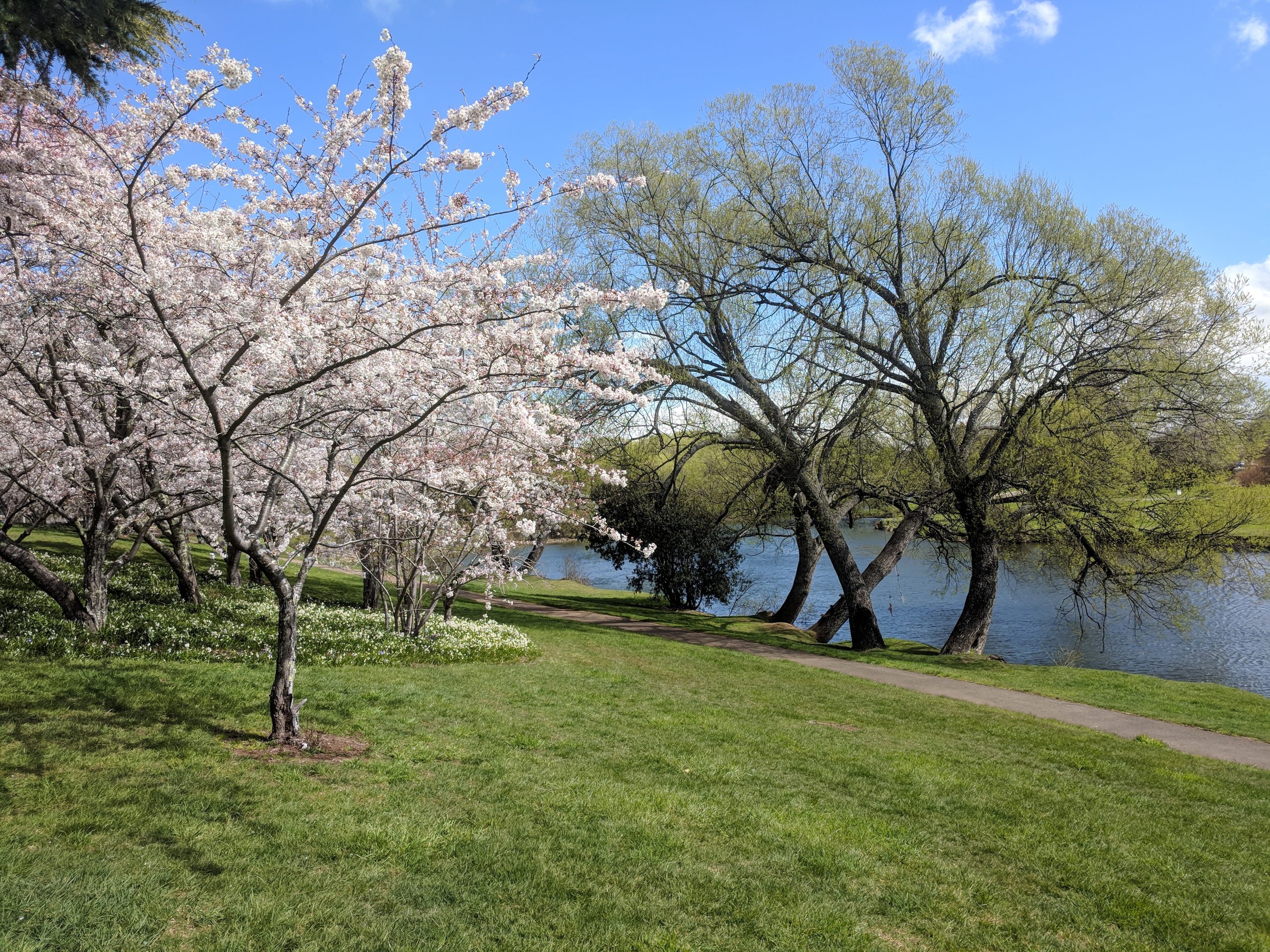 Spring Cherry Blossoms on the banks of the Meander River